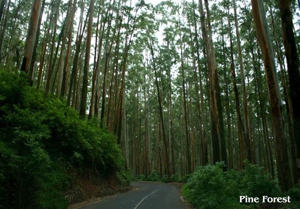 Mysore, Wayanad & Ooty 4 Days Tour from Vellore to Vellore. 