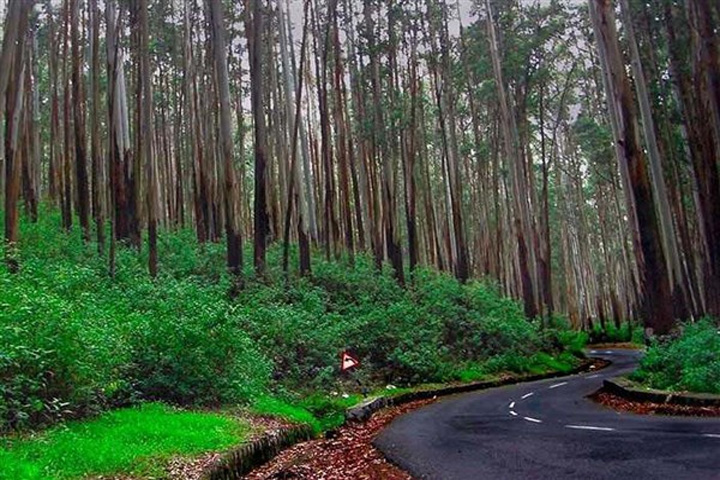 Pine Forest, Kodaikanal - Dindigul to Kodaikanal - Trips of Karthi Travels