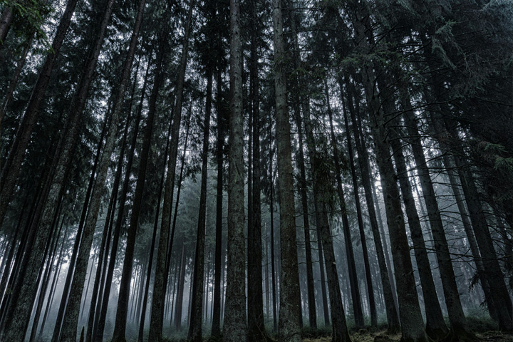 Pine Forest, Kodaikanal - Dindigul to Kodaikanal - Trips of Karthi Travels