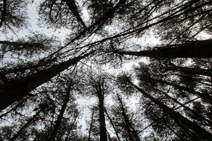 Pine Forest, Kodaikanal - Dindigul to Kodaikanal - Trips of Karthi Travels