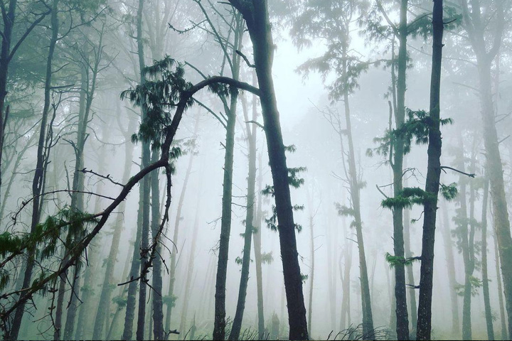 Pine Forest, Kodaikanal - Dindigul to Kodaikanal - Trips of Karthi Travels