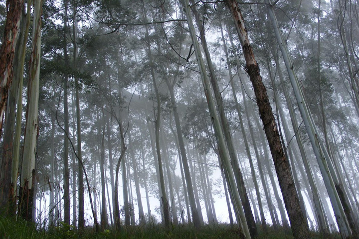 Pine Forest, Kodaikanal - Dindigul to Kodaikanal - Trips of Karthi Travels