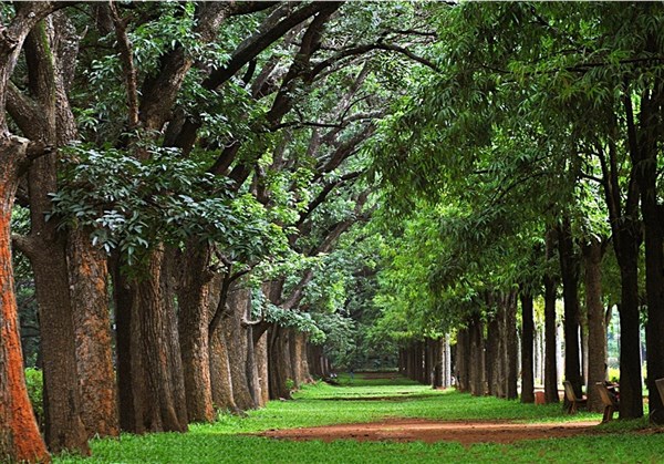 Cubbon Park, Bangalore - Karthi Travels | Arni - Bangalore, Mysore & Coorg tour