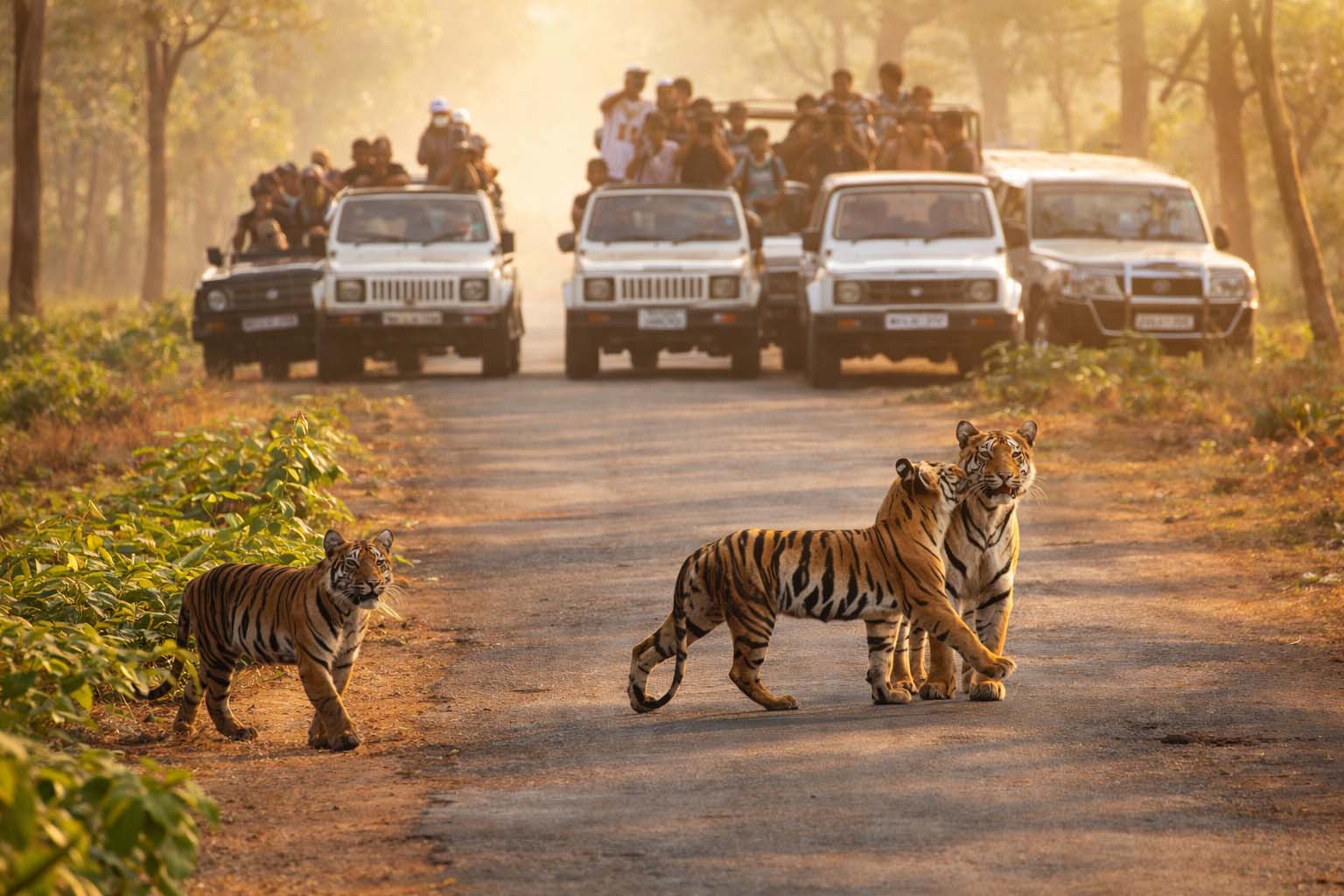Explore Bandipur - popular nearby tourist destination from Kabini