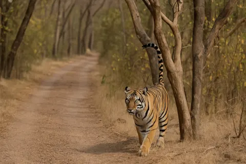 Nagarhole National Park in Coorg - tourist attraction to visit with Karthi Travels