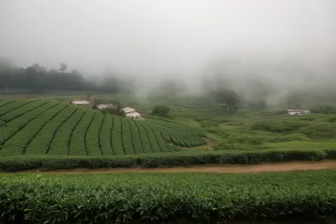 Plan your trip to Vellimalai Tea Estate in Megamalai with Karthi Travels® - View 3