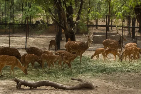 Deer Park in Ooty - tourist attraction to visit with Karthi Travels