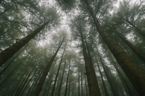 Plan your trip to Pine Forest in Ooty with Karthi Travels® - View 4