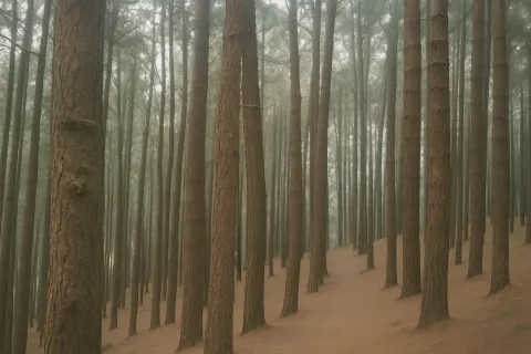 Plan your trip to Pine Forest Vagamon in Vagamon with Karthi Travels® - View 4