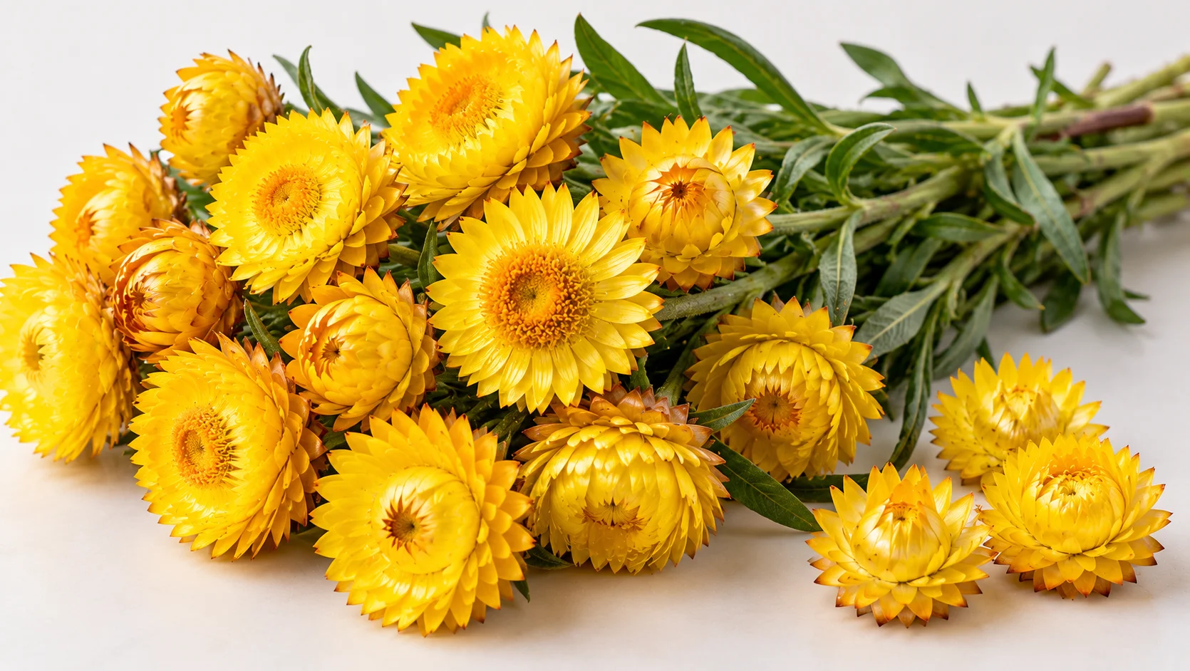 Kodaikanal Yellow Everlasting Flowers