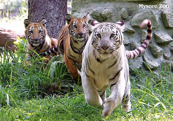 Mysore Zoo, Mysore - Karthi Travels® | Vellore - Mysore Tour