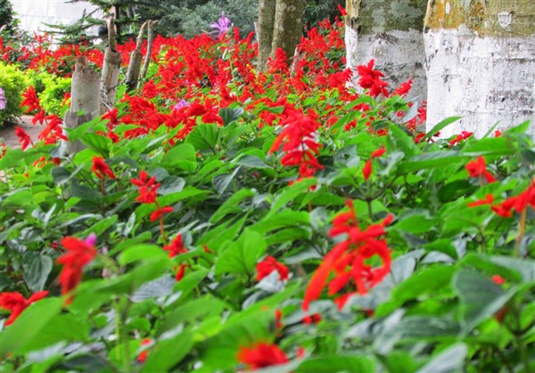Silk Farm & Rose Garden, Yercaud - Karthi Travels | Tirupattur - Yercaud Tour