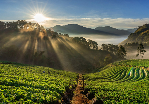 'Coimbatore to Ooty, Mysore, Coorg'