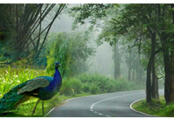 Wayanad 2  day tour from Vellore
