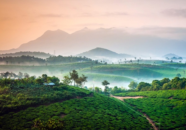 Vellore to Ooty, Mysore, Coorg, Wayanad 7 Day Tour by Karthi Travels